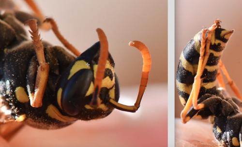 Polistes dominula